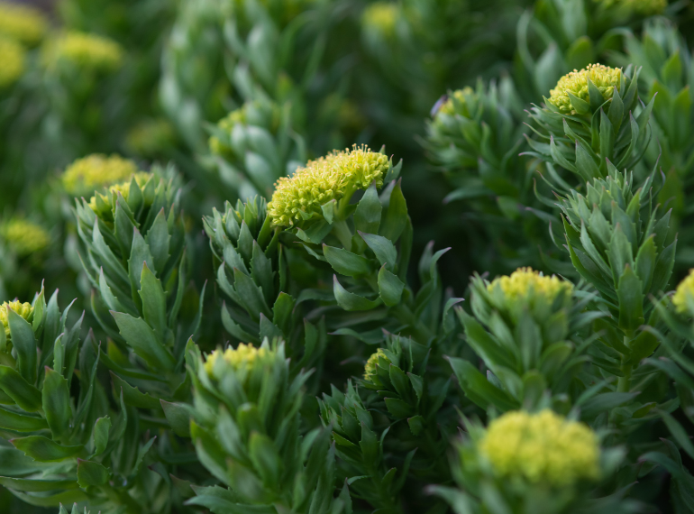 Rhodiola (Altın Kök) Nedir? Faydaları Nelerdir?