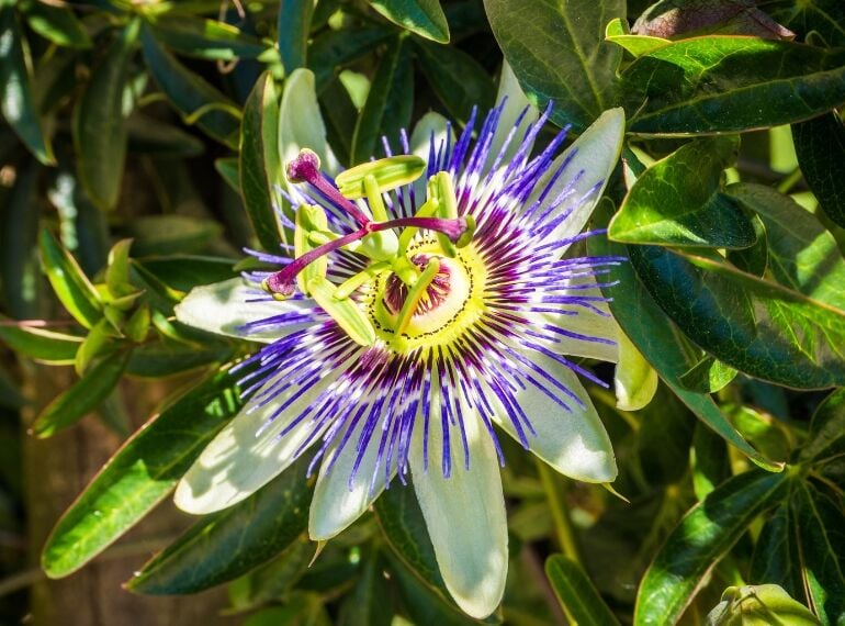 Pasiflora: Doğanın Sakinleştirici Güzelliği